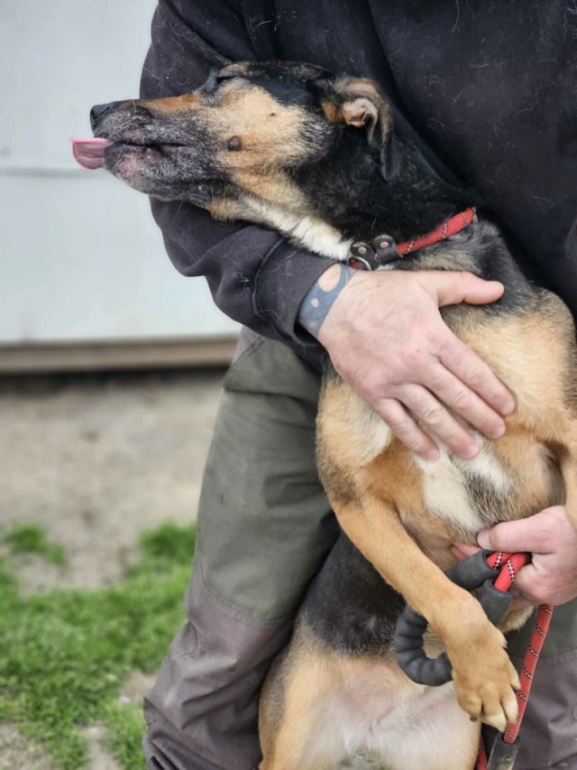 Toula, chien à l'adoption chez Remember Me France