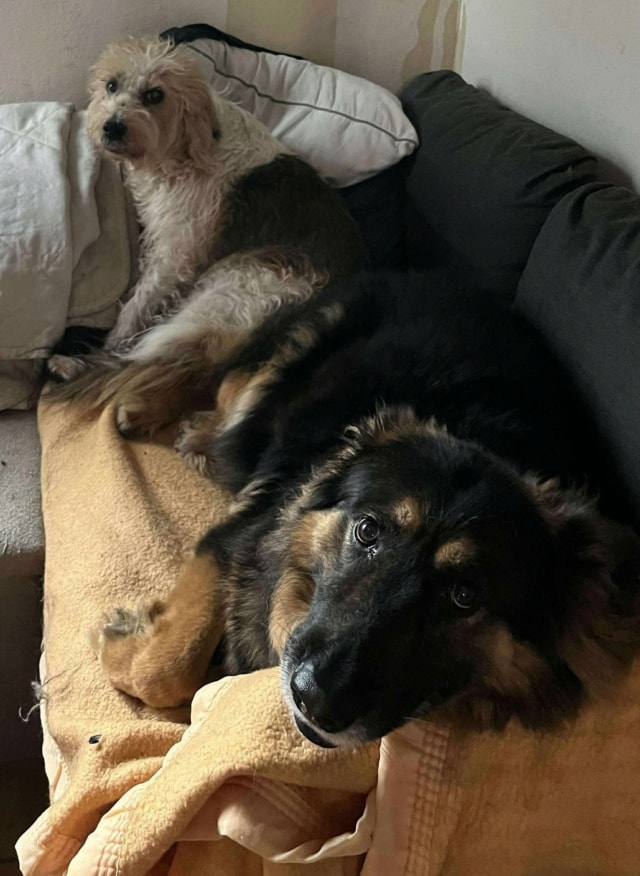 Toundra, chien à l'adoption chez Remember Me France