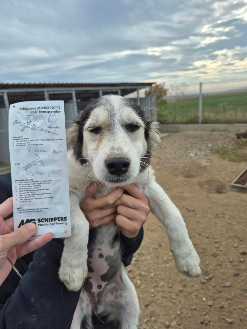Photo de Toupika, à l'adoption
