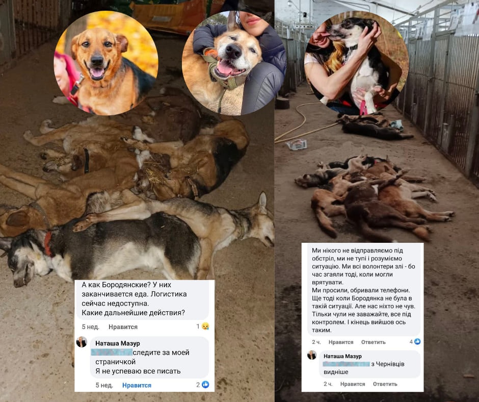 Toya, chien à l'adoption chez Remember Me France
