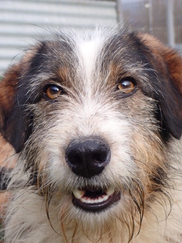 Tyboo, chien à l'adoption chez Remember Me France