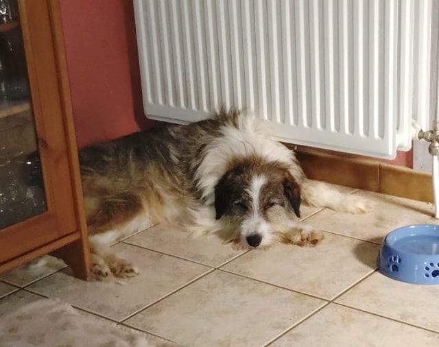 Tyboo, chien sauvé par Remember Me France