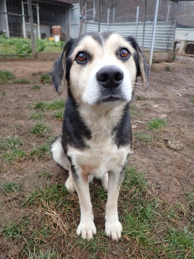 Ulysse, chien à l'adoption chez Remember Me France