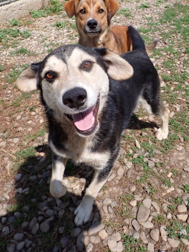 Ulysse, chien à l'adoption chez Remember Me France