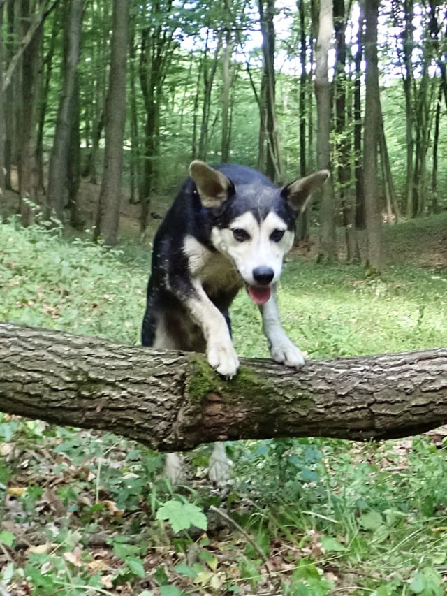 Ulysse, chien à l'adoption chez Remember Me France