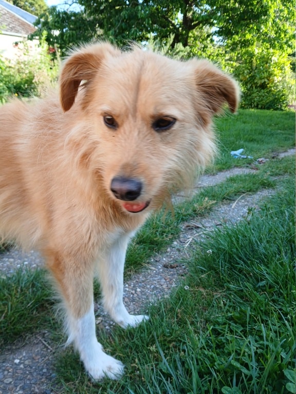 Umi, chien à l'adoption chez Remember Me France
