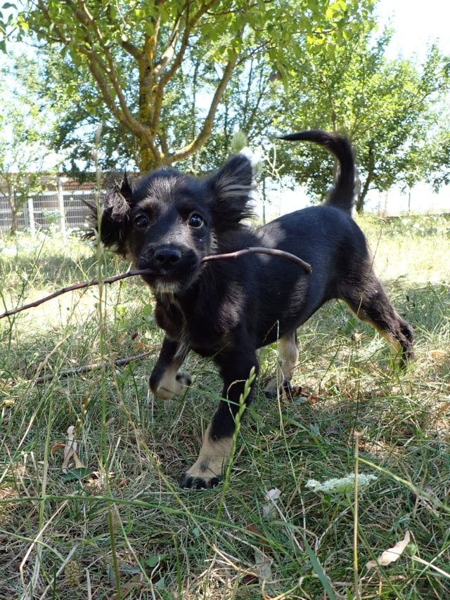 Vadim, chien sauvé par Remember Me France