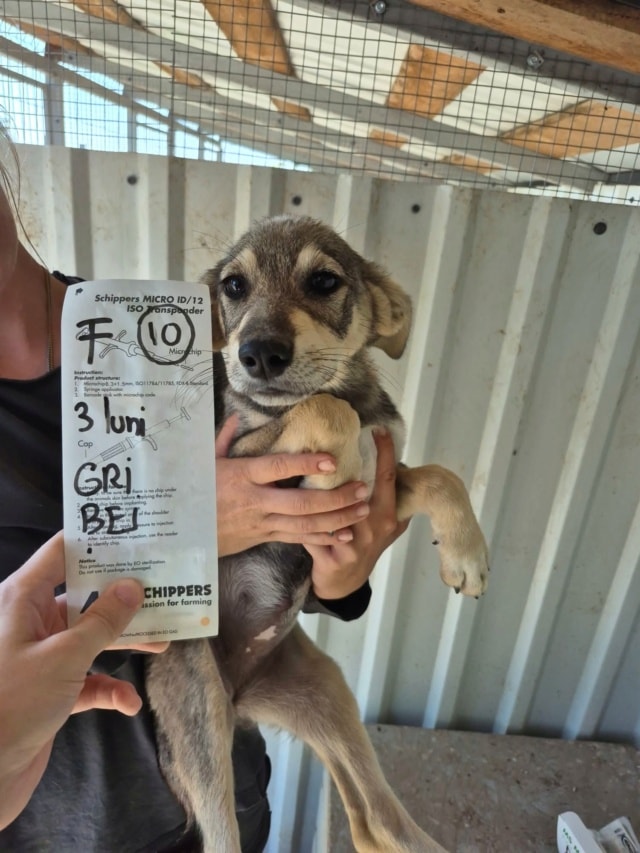 Valkira, chien à l'adoption chez Remember Me France
