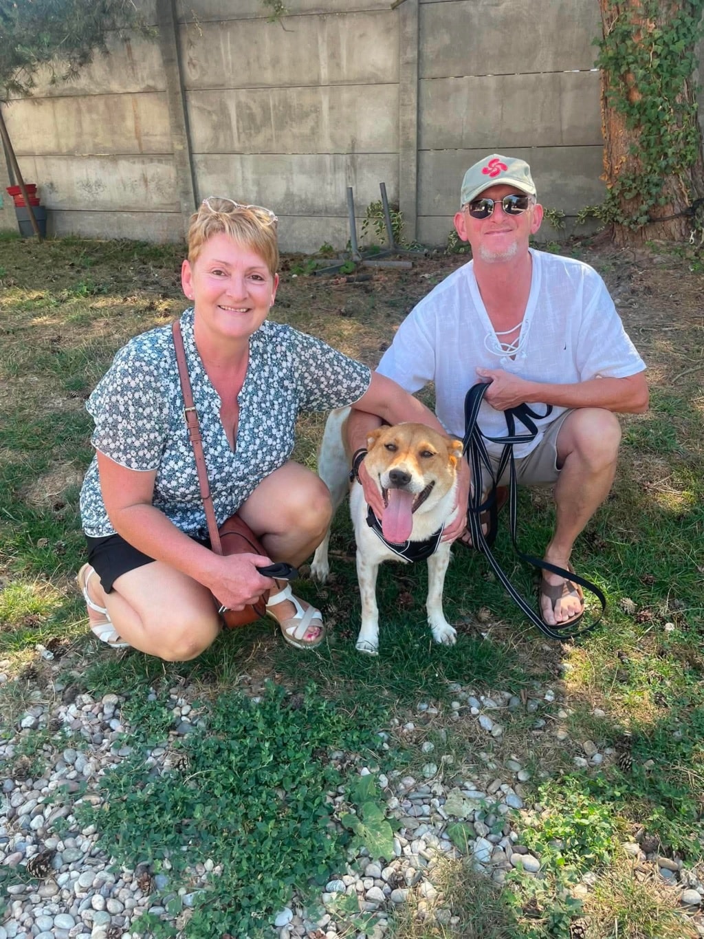 Vartan, chien à l'adoption chez Remember Me France