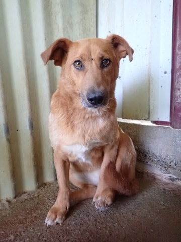 Vega, chien à l'adoption chez Remember Me France