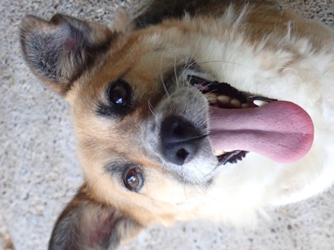 Velora, chien à l'adoption chez Remember Me France