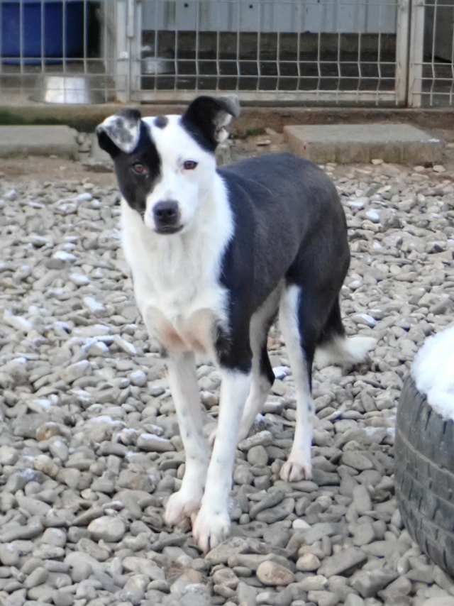 Velyka, chien à l'adoption chez Remember Me France
