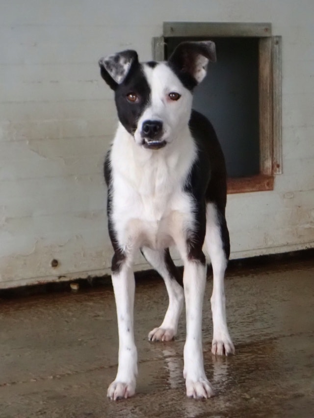 Velyka, dog for adoption at Remember Me France