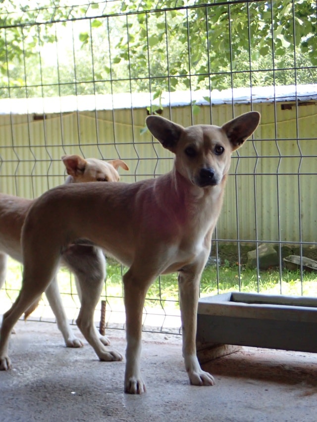 Vermeille, chien à l'adoption chez Remember Me France