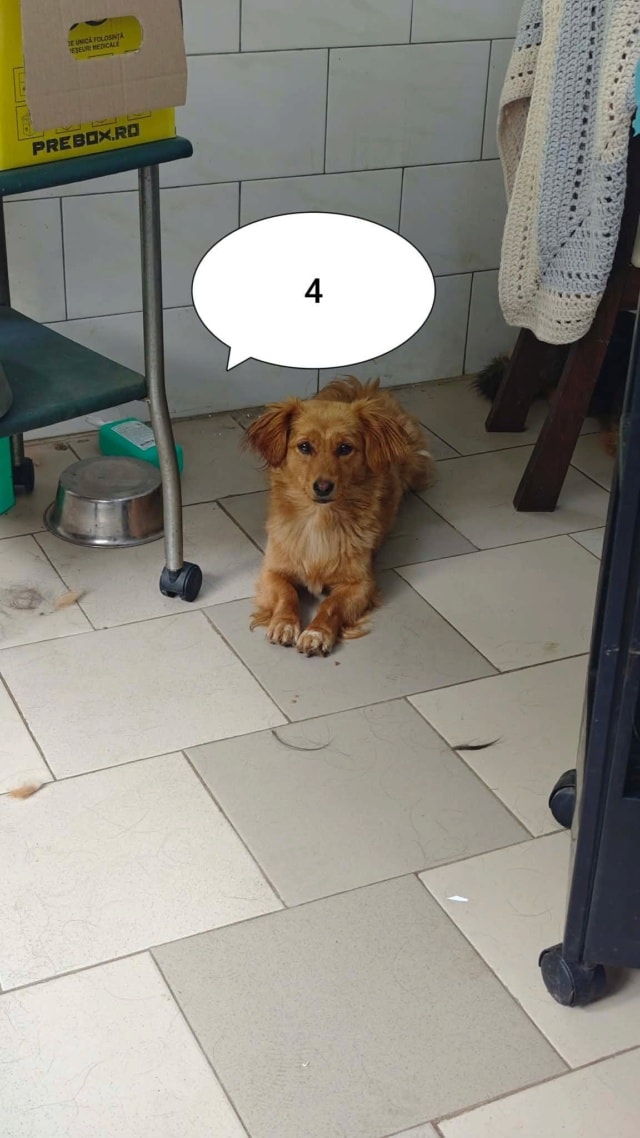 Veska, chien à l'adoption chez Remember Me France