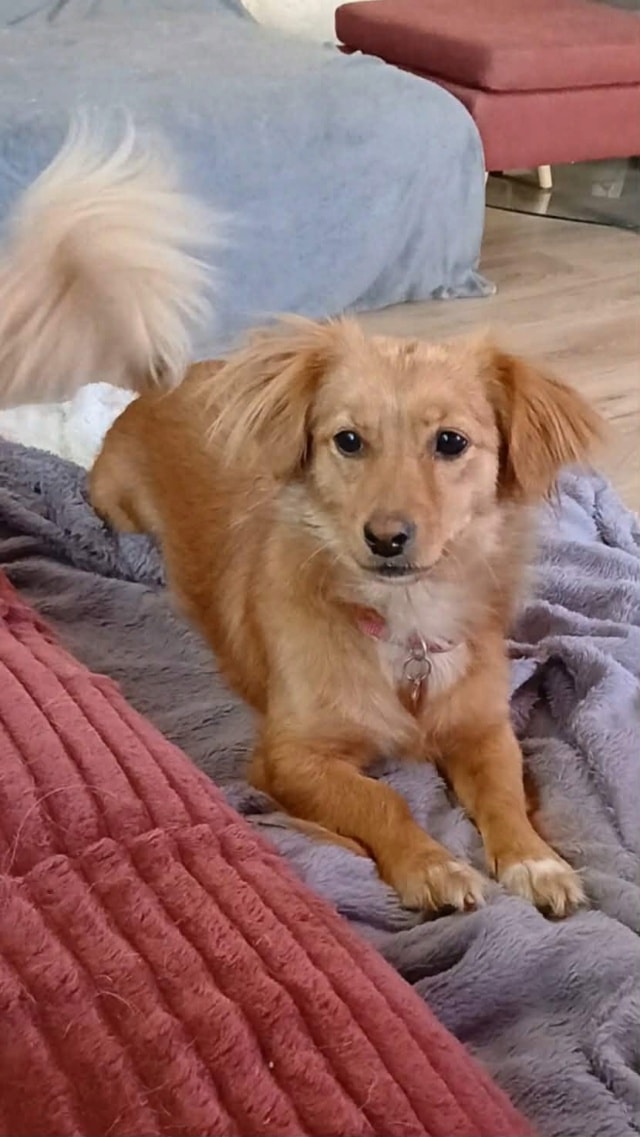 Veska, chien à l'adoption chez Remember Me France
