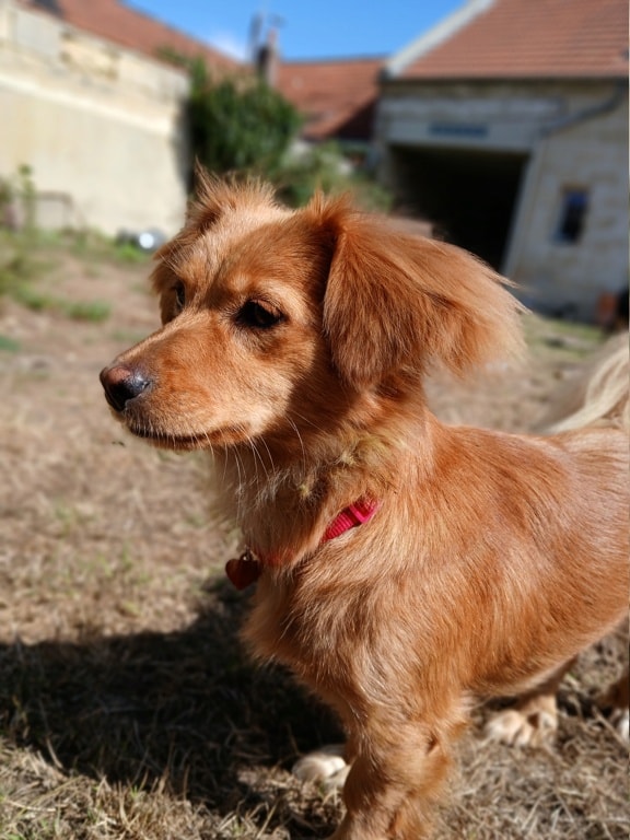 Veska, chien sauvé par Remember Me France