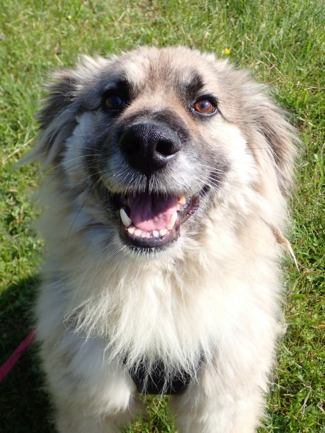 Victor, chien à l'adoption chez Remember Me France