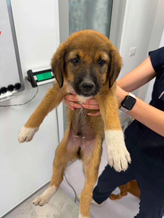 Vilgefortz, chien à l'adoption chez Remember Me France