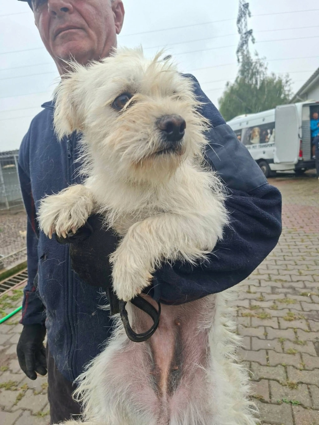 Viorica, chien sauvé par Remember Me France
