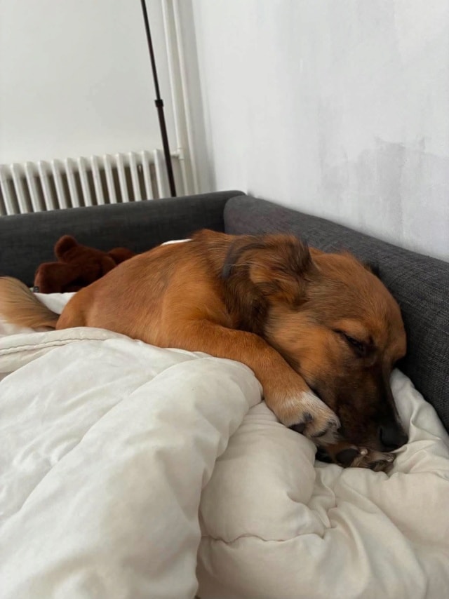 Virtus, chien à l'adoption chez Remember Me France