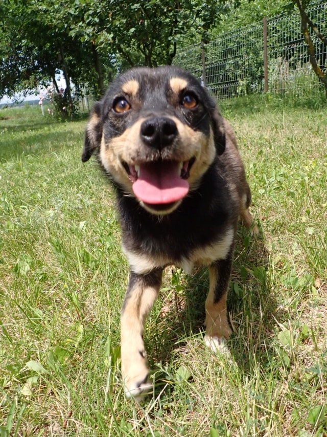 Vita, chien à l'adoption chez Remember Me France
