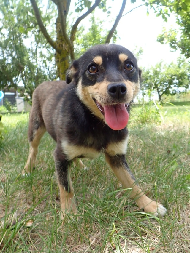 Vita, chien à l'adoption chez Remember Me France