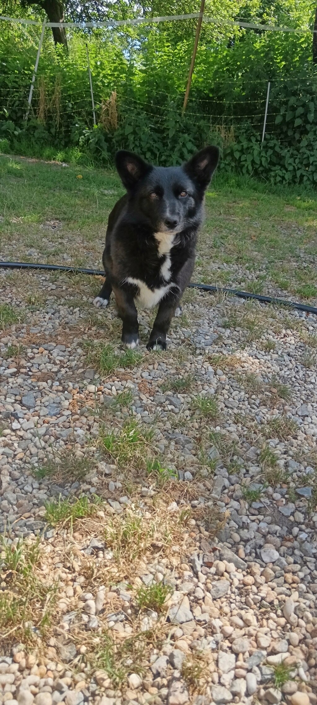 Vitae, dog for adoption at Remember Me France