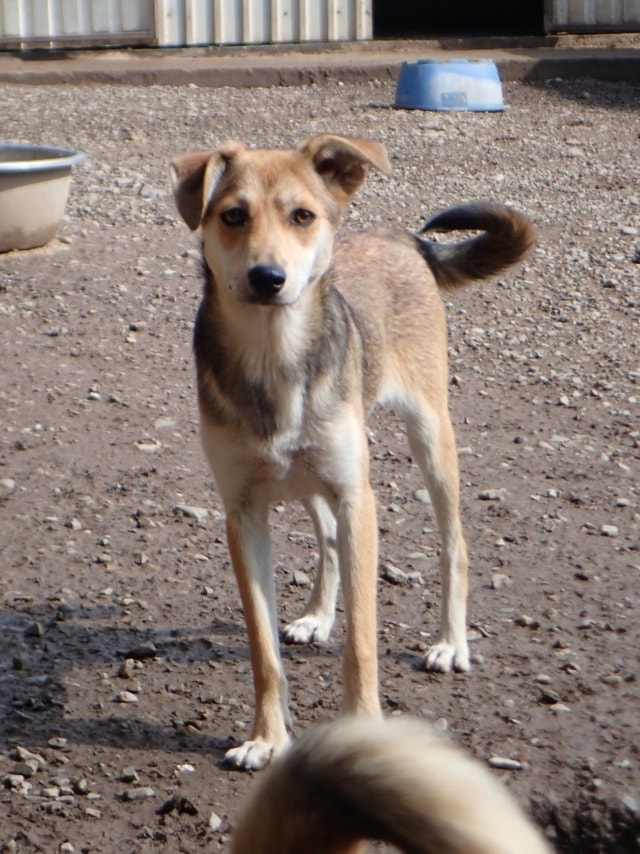 Vitanie, chien à l'adoption chez Remember Me France