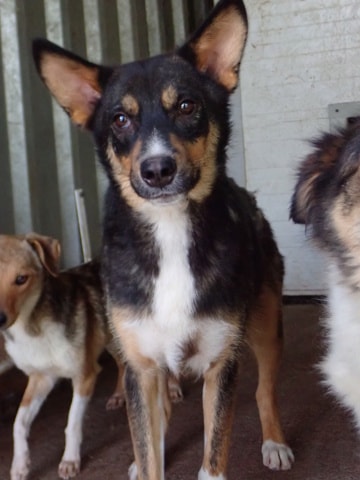 Vito, chien à l'adoption chez Remember Me France