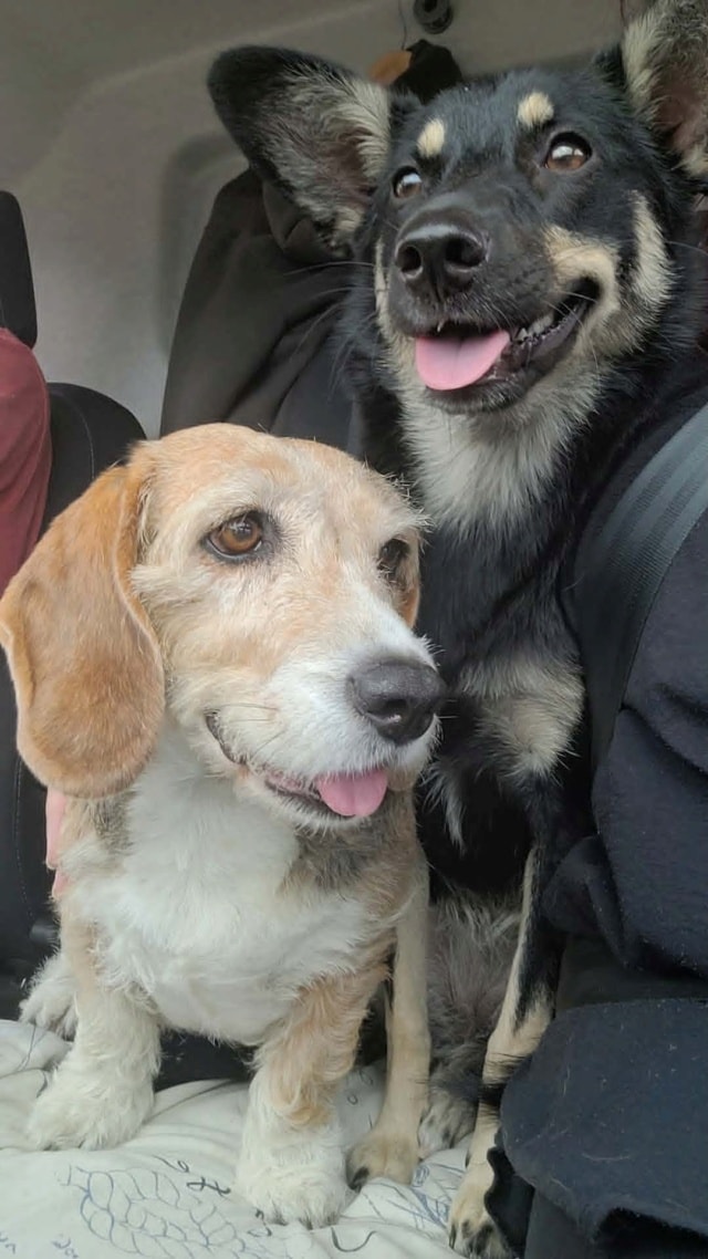 Vodka, chien à l'adoption chez Remember Me France