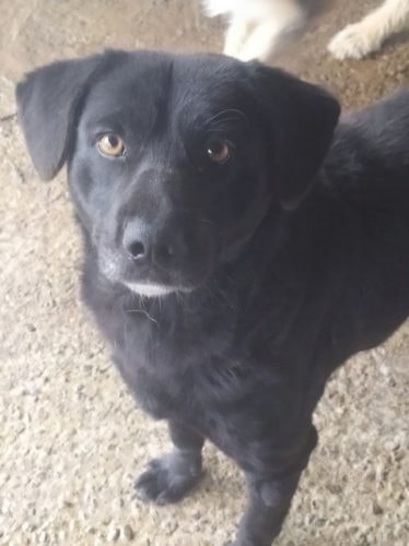 Volt, chien à l'adoption chez Remember Me France