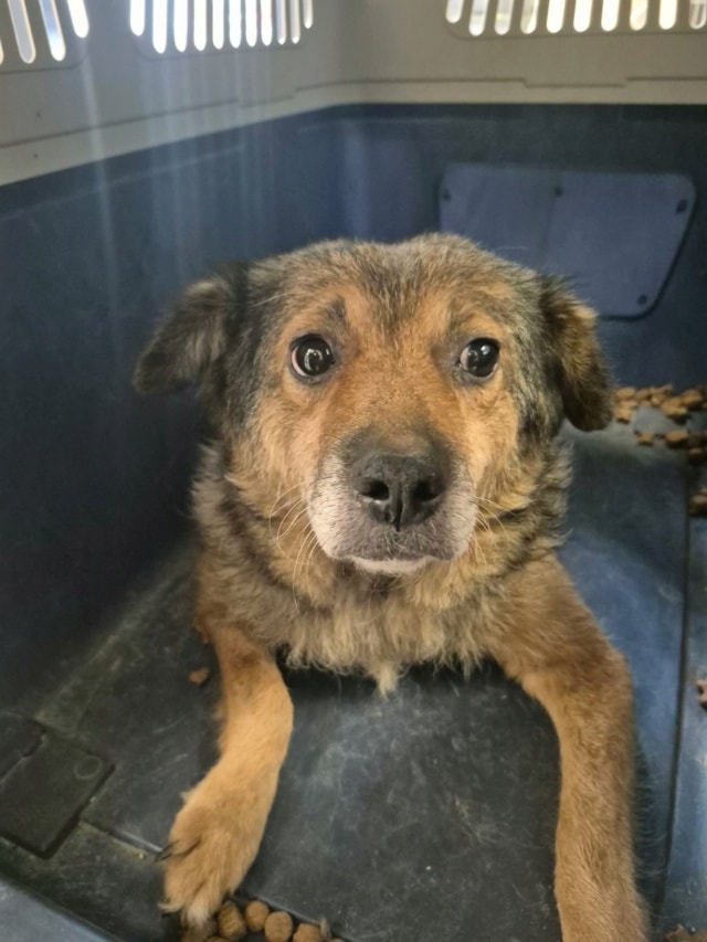 Photo de Vulpita, à l'adoption