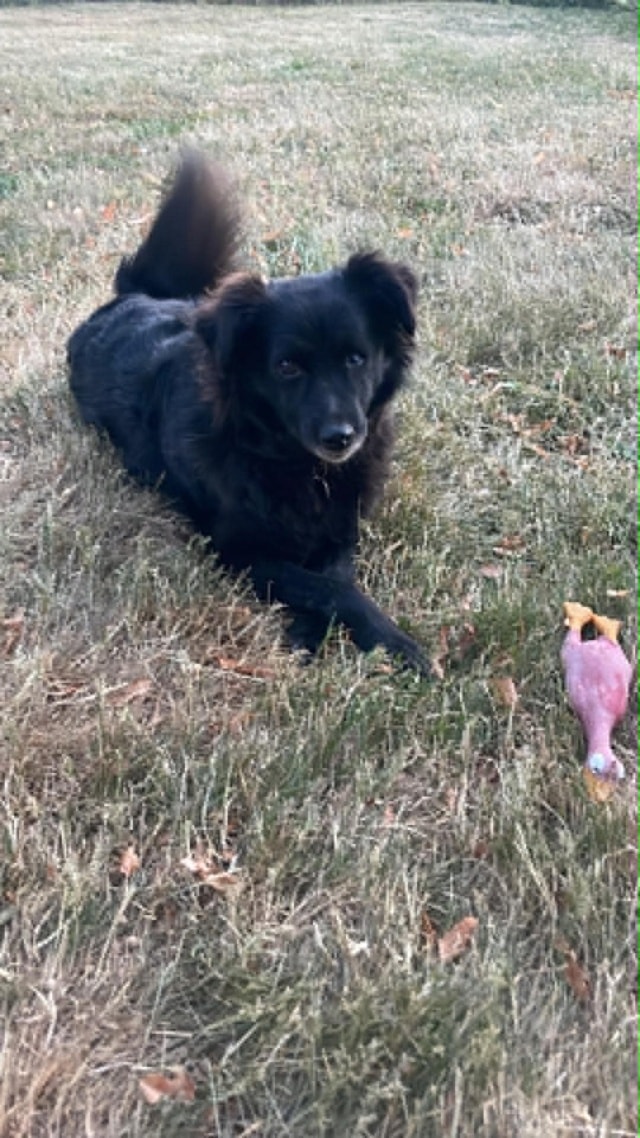 Wanda, chien à l'adoption chez Remember Me France