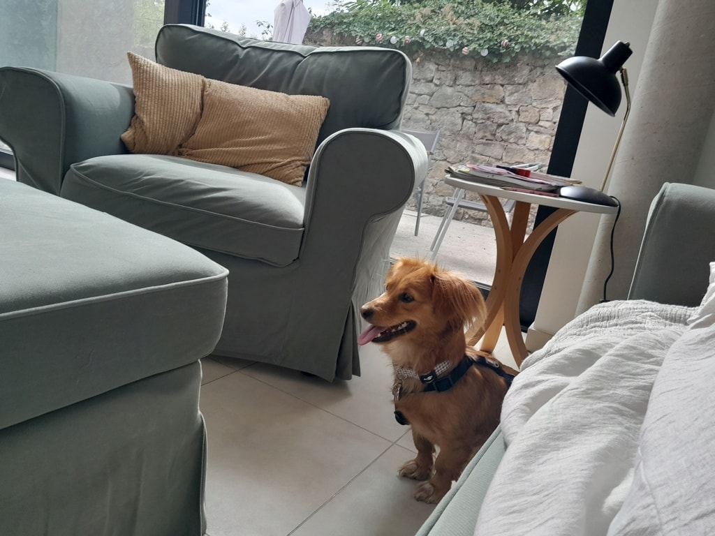 Willow, chien à l'adoption chez Remember Me France