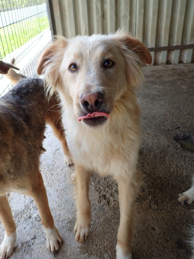 Wilson, chien à l'adoption chez Remember Me France
