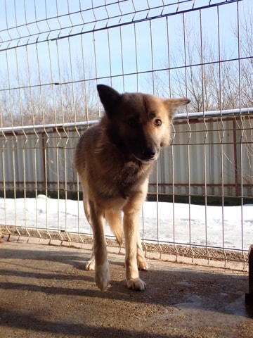 Wolfie, chien à l'adoption chez Remember Me France