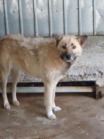 Wolfie, chien à l'adoption chez Remember Me France