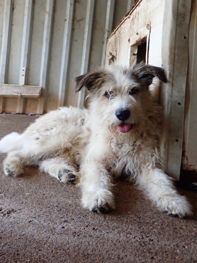 Photo de Yako, à l'adoption