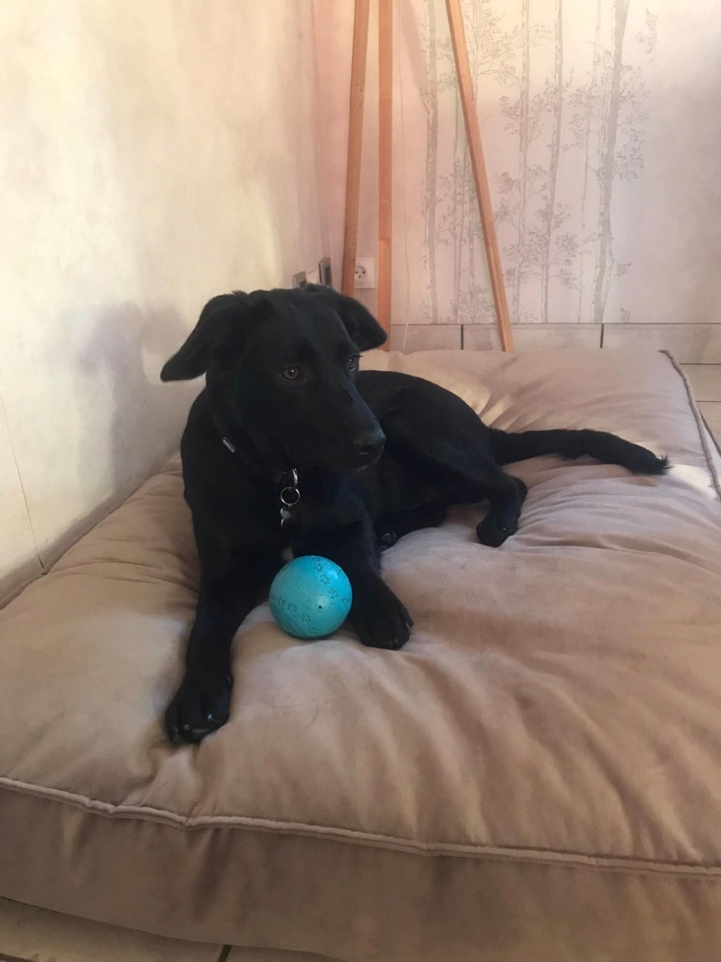 Yennefer, chien à l'adoption chez Remember Me France