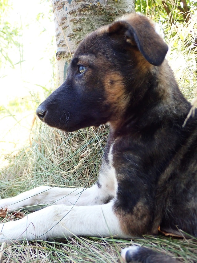 Yliana, chien à l'adoption chez Remember Me France