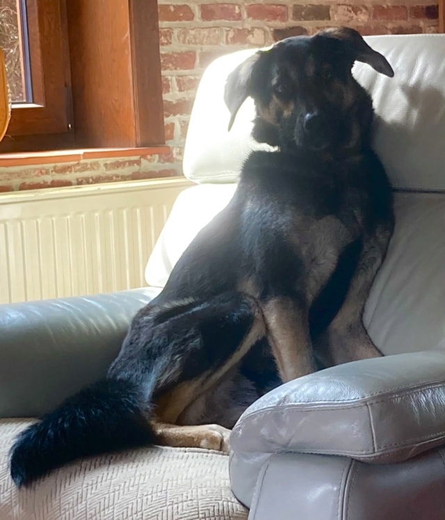 Yocco, chien à l'adoption chez Remember Me France
