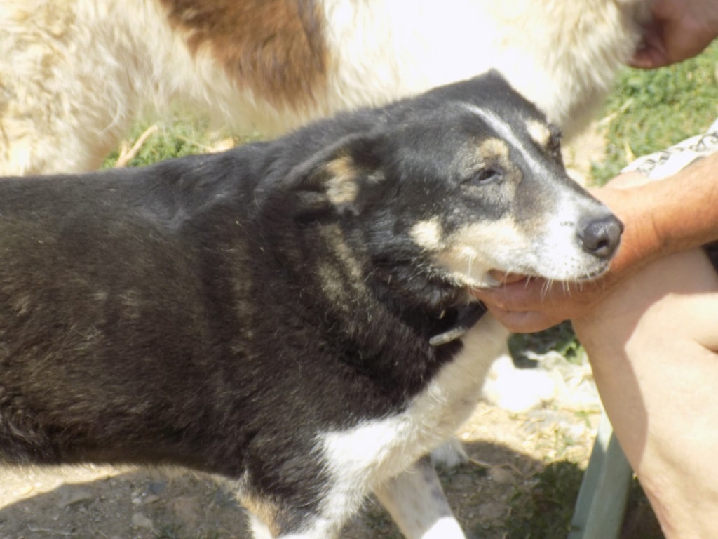 Yola, chien à l'adoption chez Remember Me France