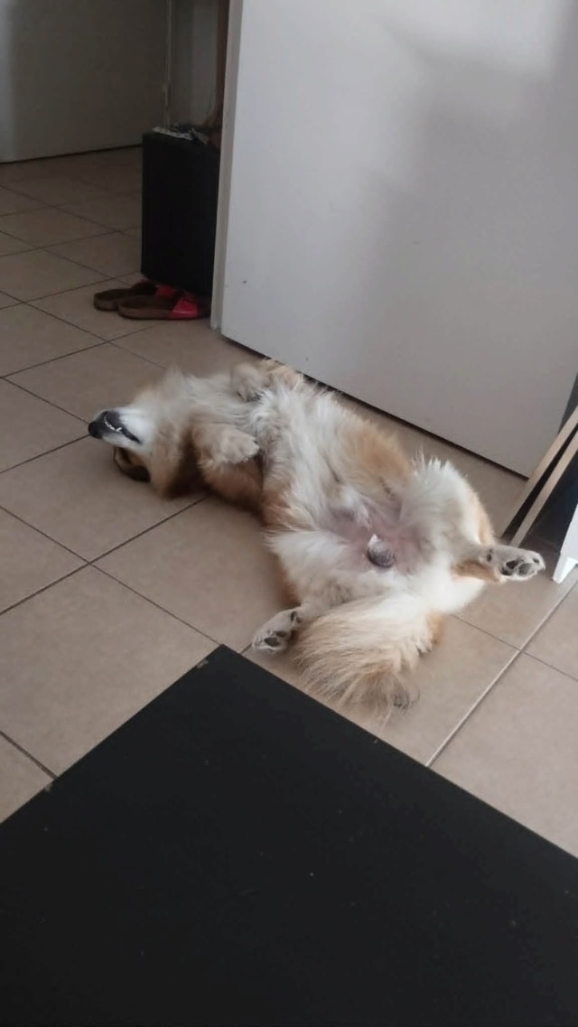 Youri, chien à l'adoption chez Remember Me France