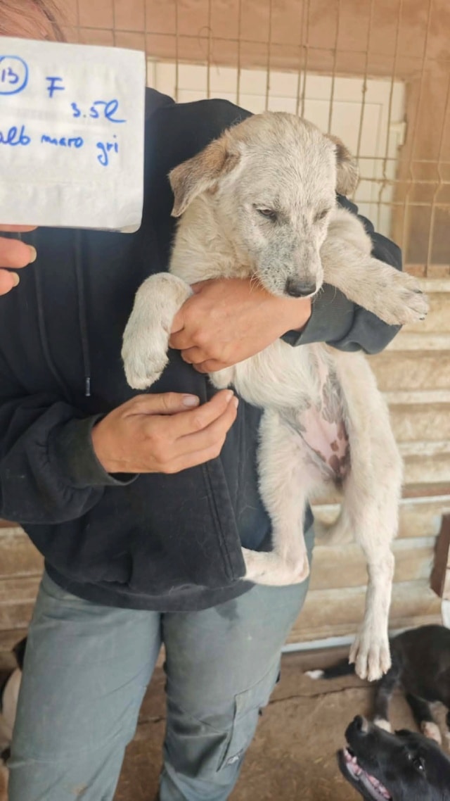 Ysaline, chien à l'adoption chez Remember Me France