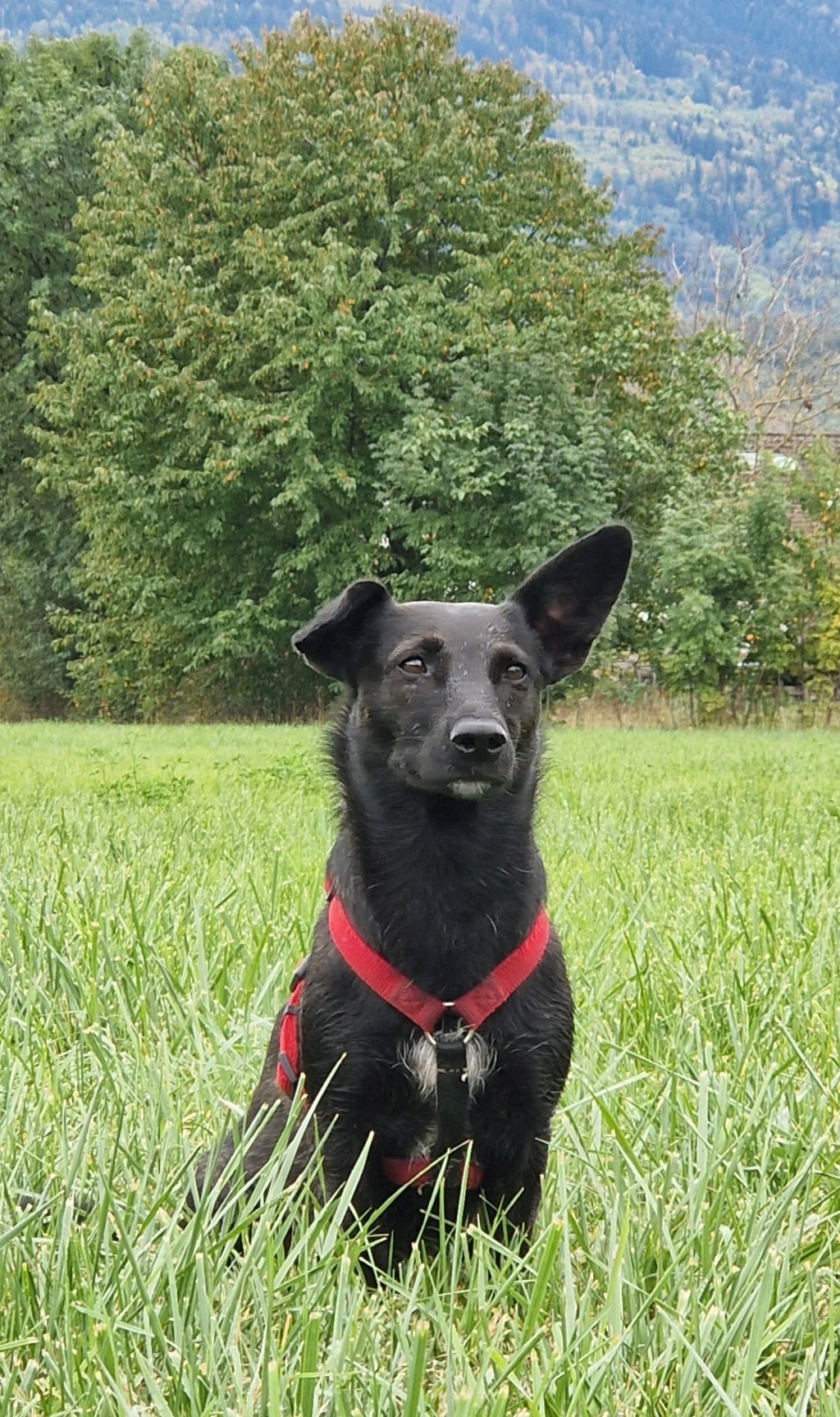 Yuki, chien sauvé par Remember Me France