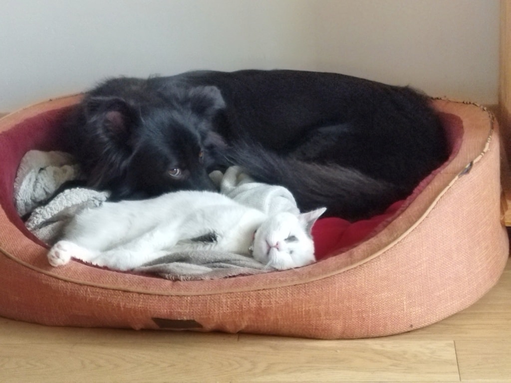 Zabou, chien à l'adoption chez Remember Me France