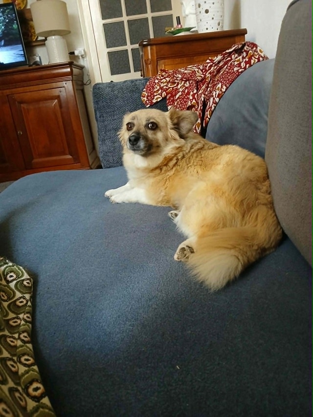Zephira, dog for adoption at Remember Me France