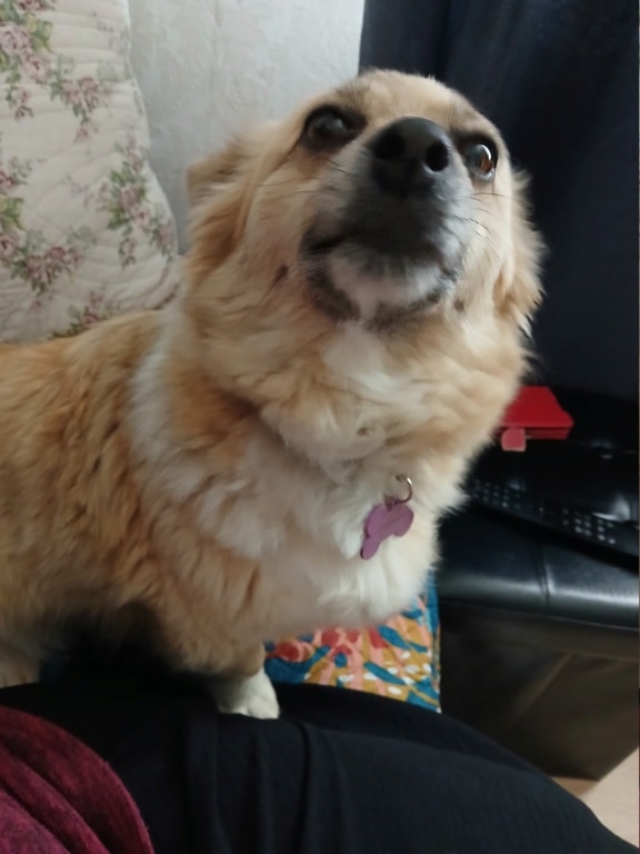 Zephira, chien à l'adoption chez Remember Me France