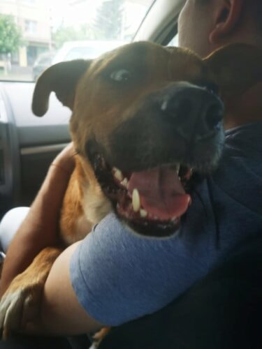 Zeus, chien à l'adoption chez Remember Me France